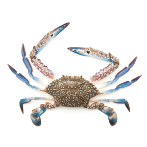 whole blue swimmer crab