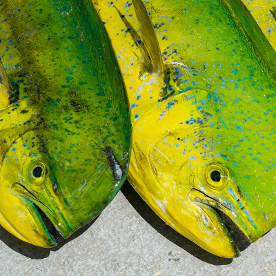 mahi