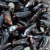 fresh raw black mussels