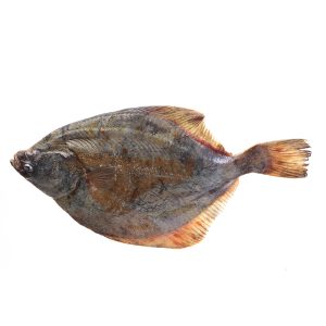 Raw Halibut in white background